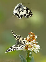 Marbled White