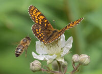 Heath Fritillary
