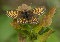 Heath Fritillary