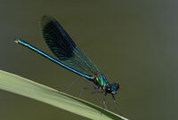 Banded demoiselle