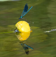 Banded demoiselle