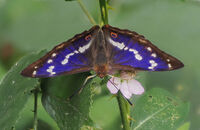 Purple Emperor