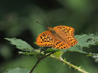 Silver washed Fritillary