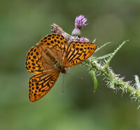 Silver washed Fritillary