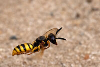 Bee Wolf wasp