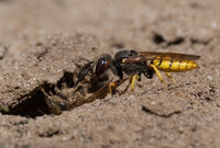 Bee wolf wasp