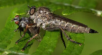 Robber fly and prey