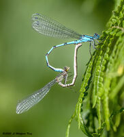 Common blue damselflies