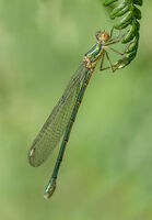 Willow Emerald Damselfly