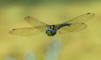 Migrant Hawker