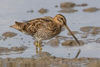 Black tailed Godwit