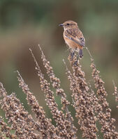 Winchat