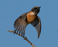 Stone Chat