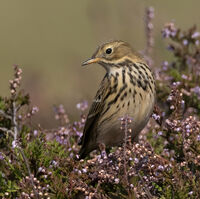Meadow Pipit