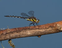 Migrant hawker
