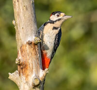Great Spotted Woodpecker
