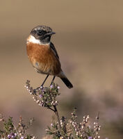 Stonechat