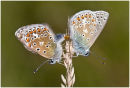 Common blue butterfly paired