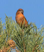 Crossbill