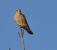 Kestrel