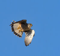 Kestrel
