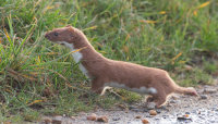 weasel