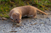 weasel