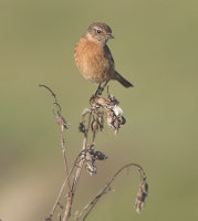 stonechat