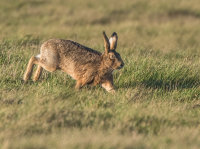brown hare