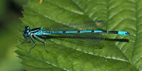 Common Blue Damselfly