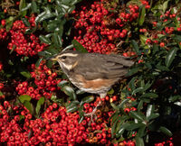 Redwing