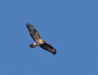 Buzzard