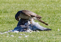 Pigeon kill