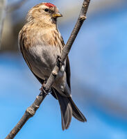 Redpoll