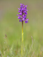 Green Winged Orchid