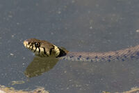Grass Snake