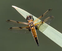 Four Spotted Chaser