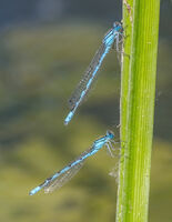 Common Blue Damselflies