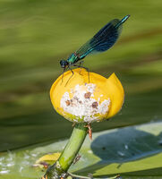 Banded Demoiselle