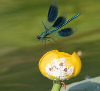 Banded Demoiselle