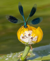 Banded Demoiselle