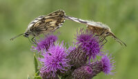Marbled White Butterfly