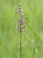 Lizzard Orchid