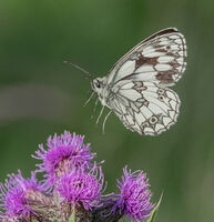 Marbled White Butterfly