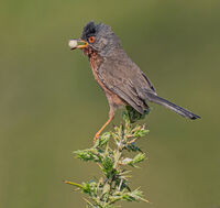 Dartford Warbler with oak apple