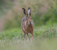 Brown Hare