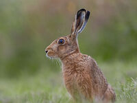 Brown Hare