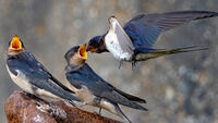 Swallow feeding young