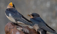 Swallow feeding young