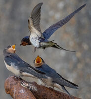 Swallow feeding young